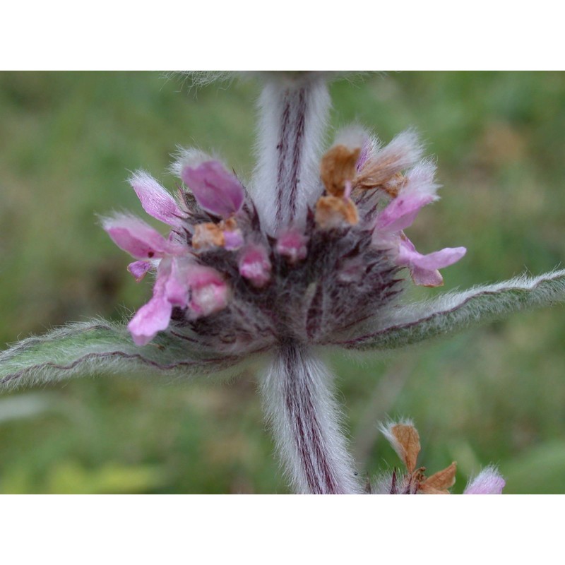 stachys germanica l.