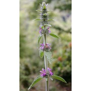 stachys germanica l.