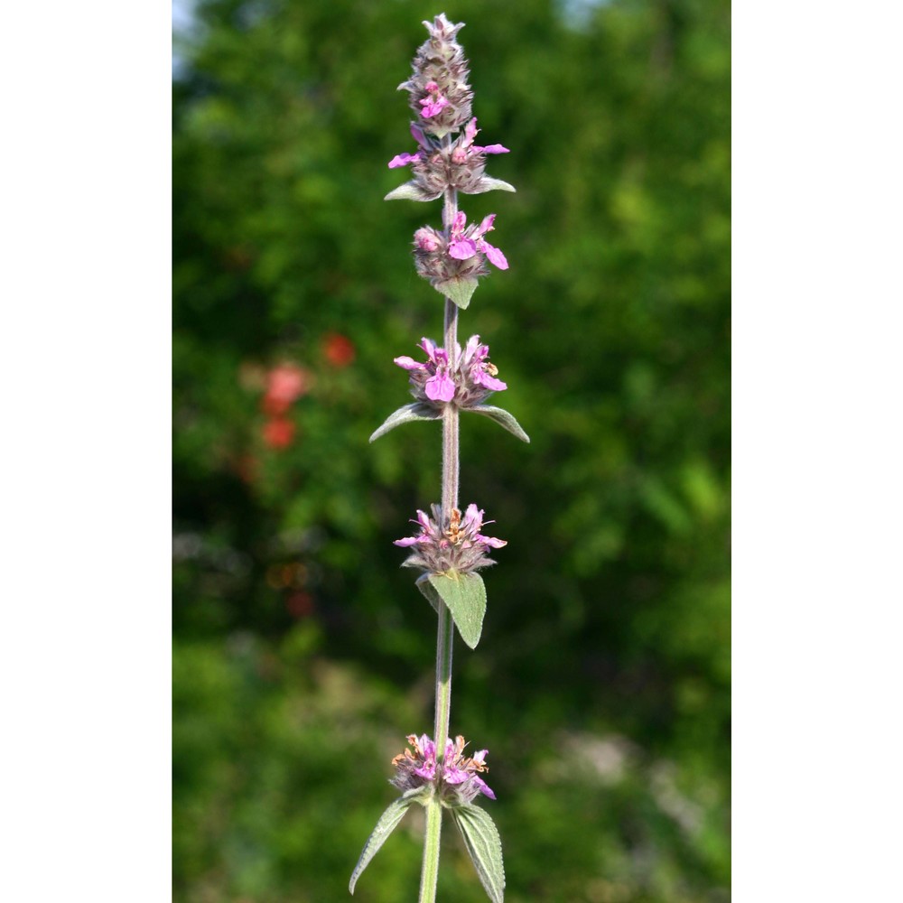 stachys germanica l.