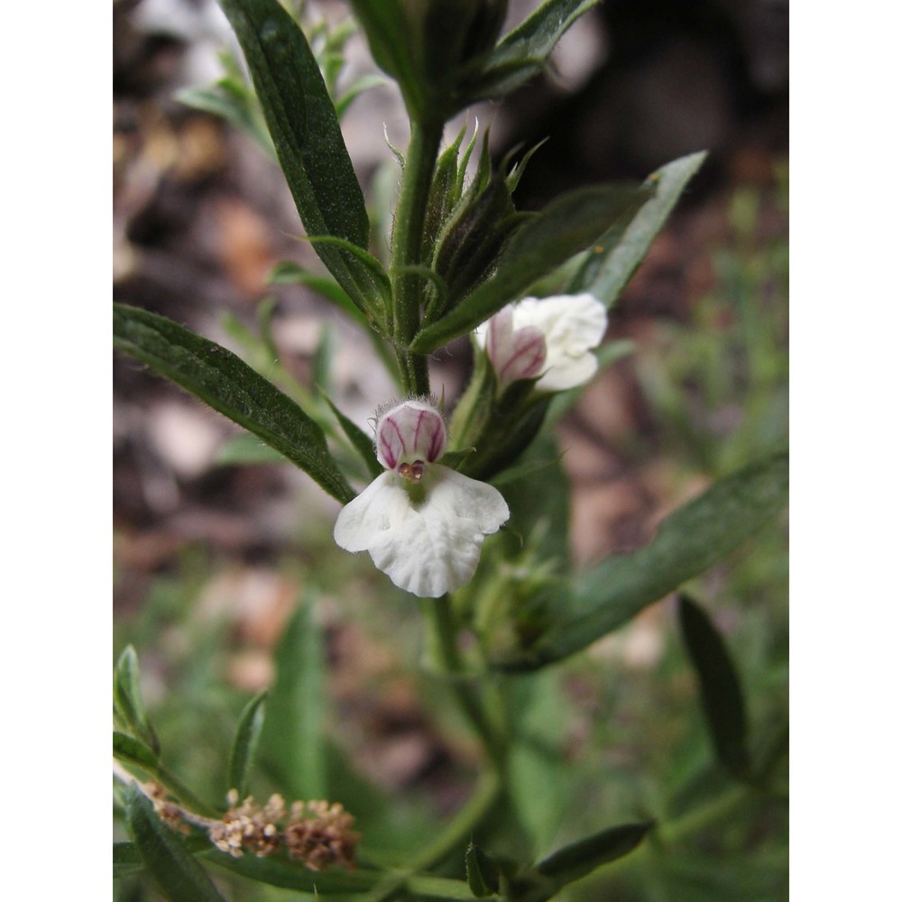 stachys glutinosa l.