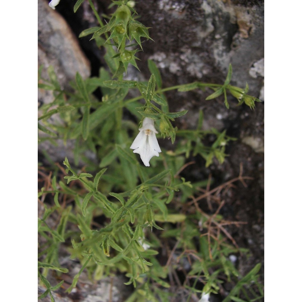 stachys glutinosa l.