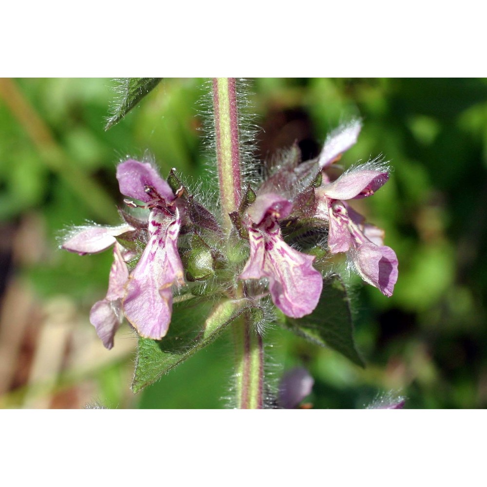 stachys heraclea all.