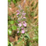 stachys heraclea all.