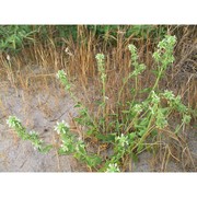 stachys maritima gouan