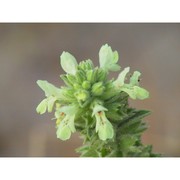 stachys maritima gouan