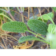 stachys maritima gouan