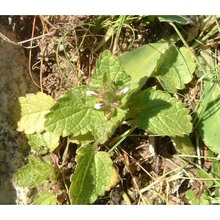 stachys marrubiifolia viv.