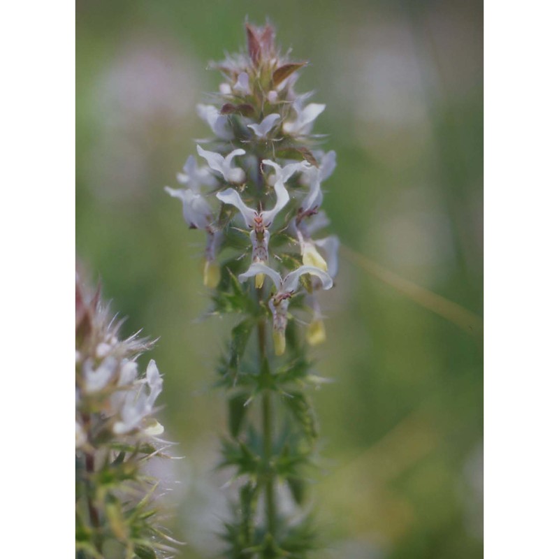 stachys ocymastrum (l.) briq.