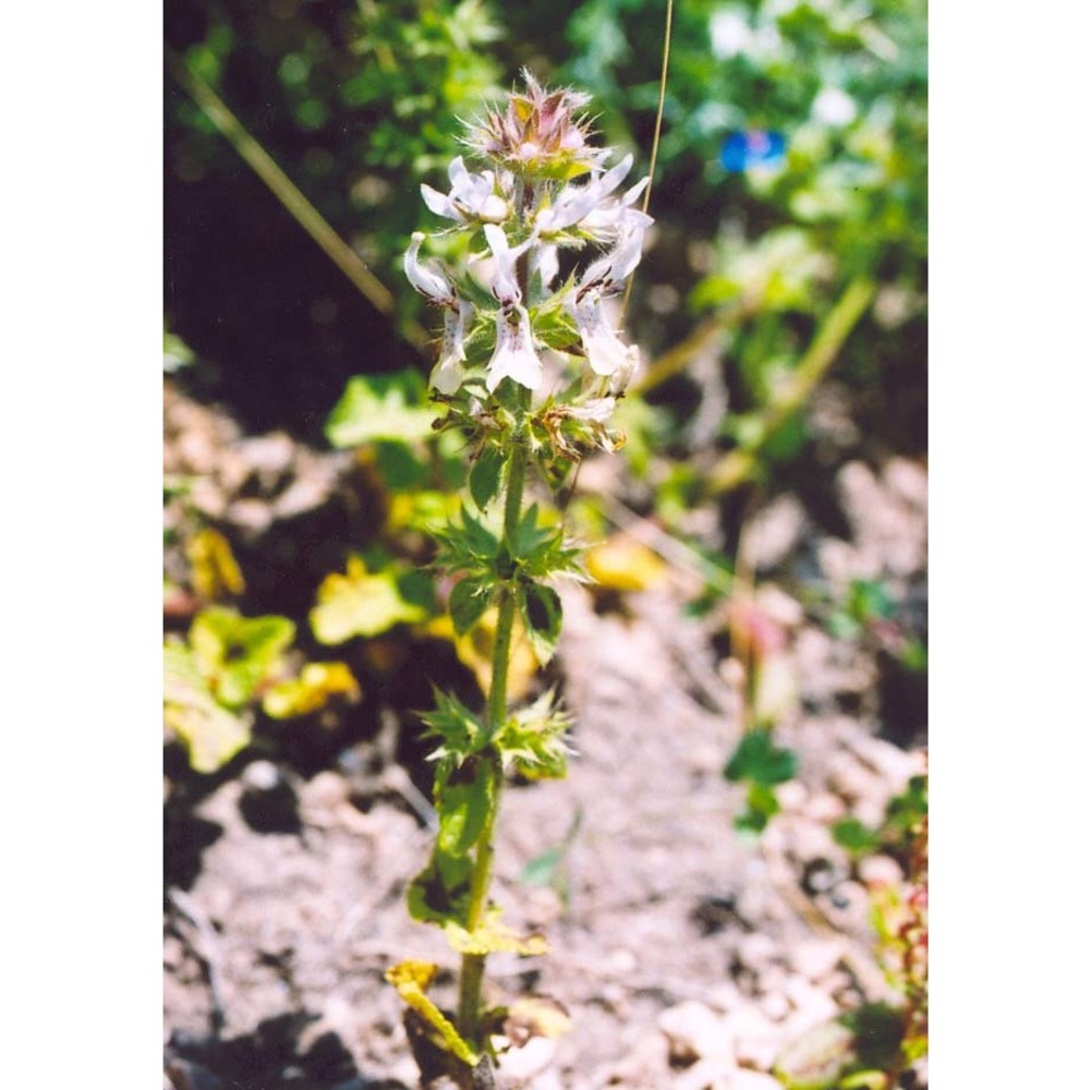 stachys ocymastrum (l.) briq.