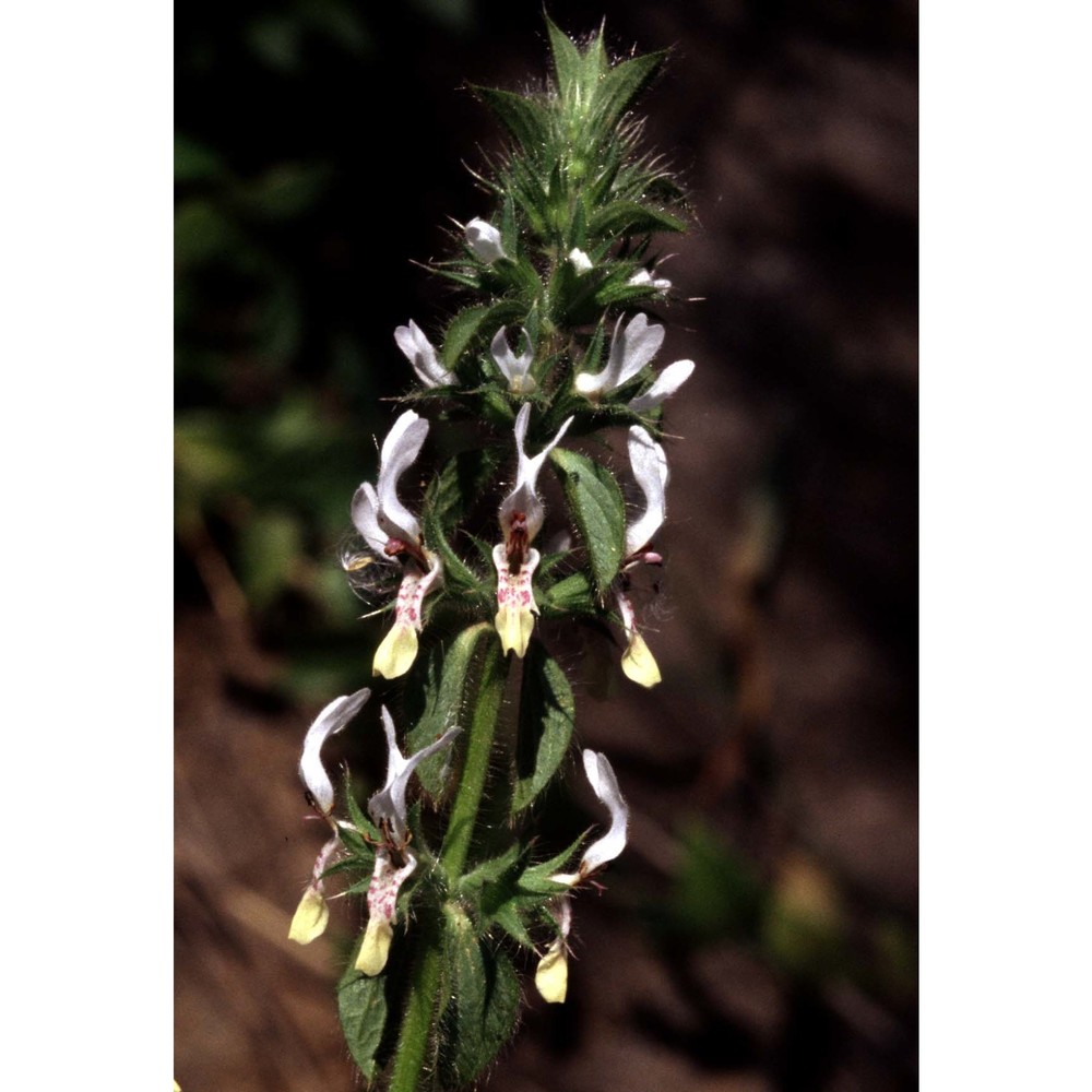 stachys ocymastrum (l.) briq.