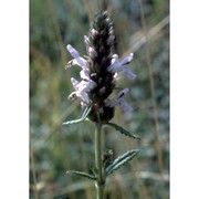 stachys officinalis (l.) trevis.