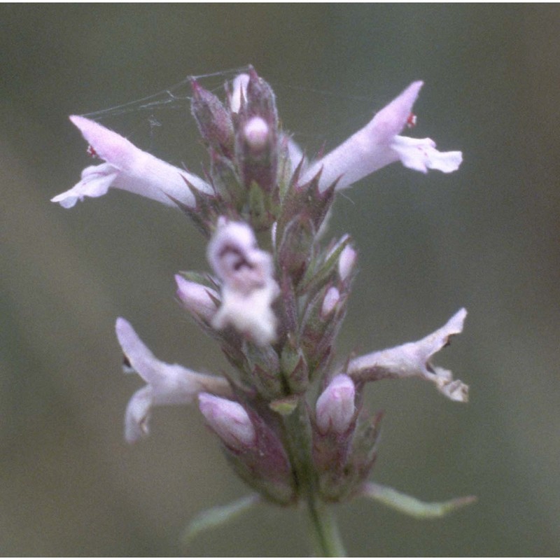 stachys officinalis (l.) trevis.