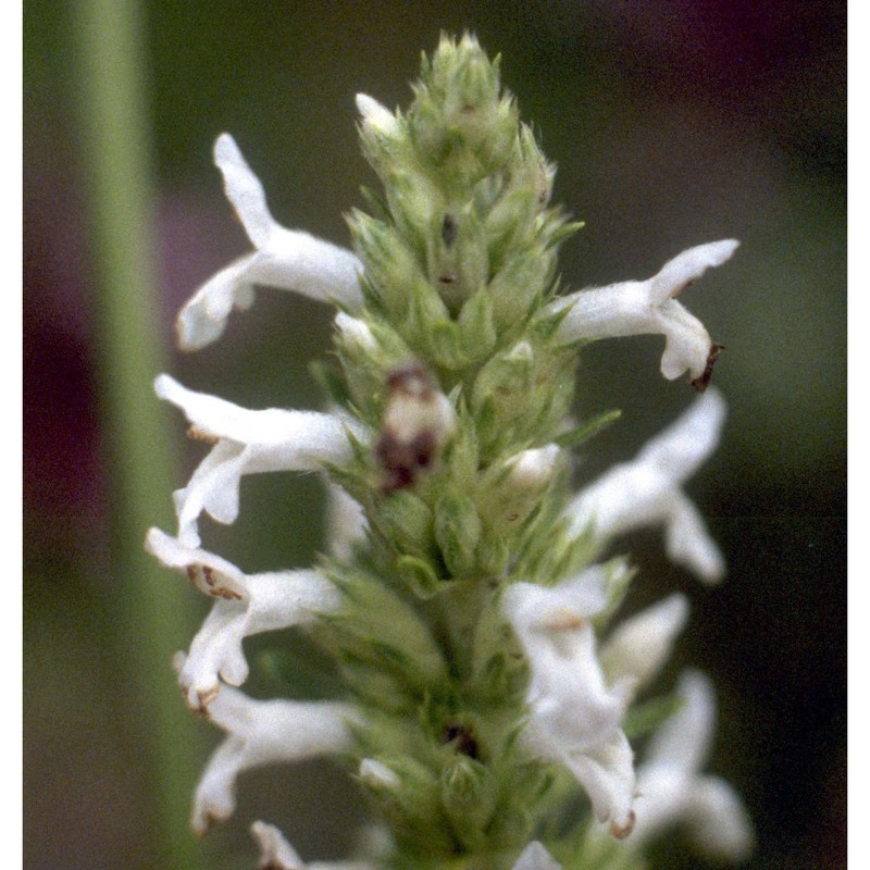 stachys officinalis (l.) trevis.