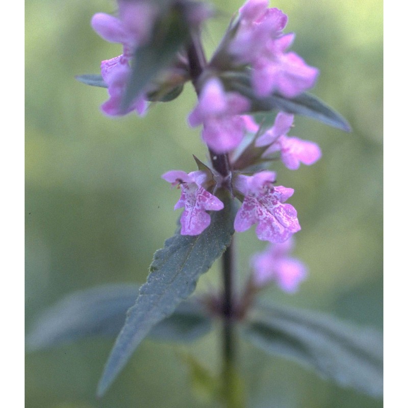 stachys palustris l.