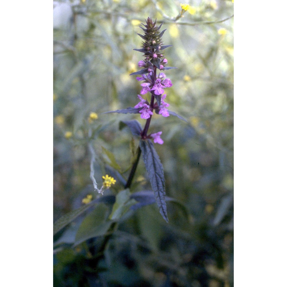 stachys palustris l.