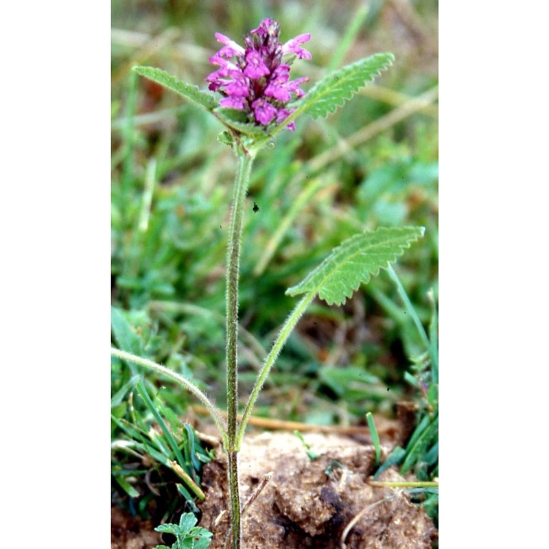 stachys pradica (zanted.) greuter et pignatti