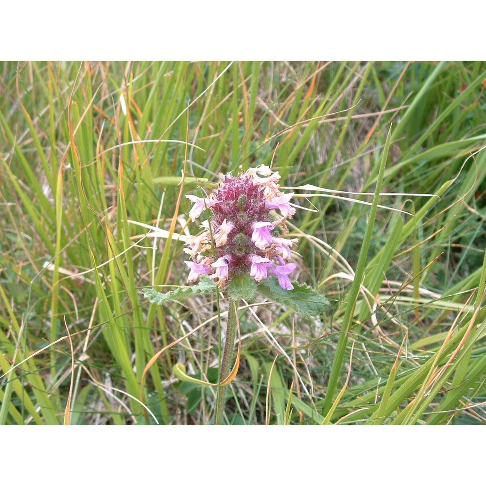 stachys pradica (zanted.) greuter et pignatti