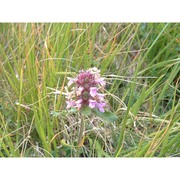 stachys pradica (zanted.) greuter et pignatti