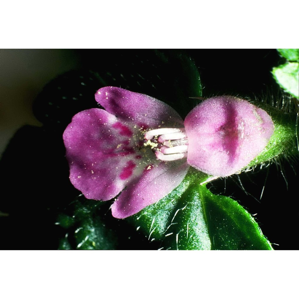 stachys salisii jord. et fourr.