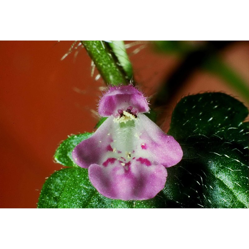 stachys salisii jord. et fourr.