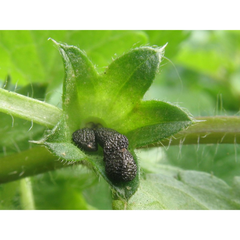 stachys salisii jord. et fourr.