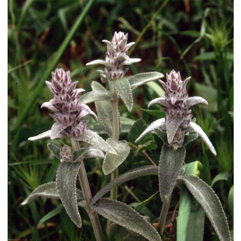 stachys salviifolia ten.