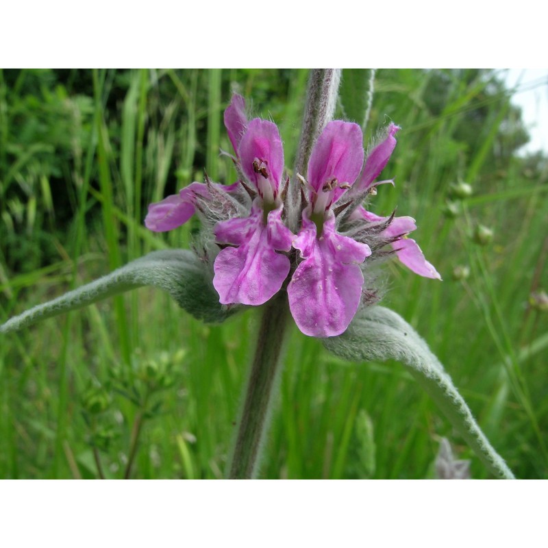 stachys salviifolia ten.