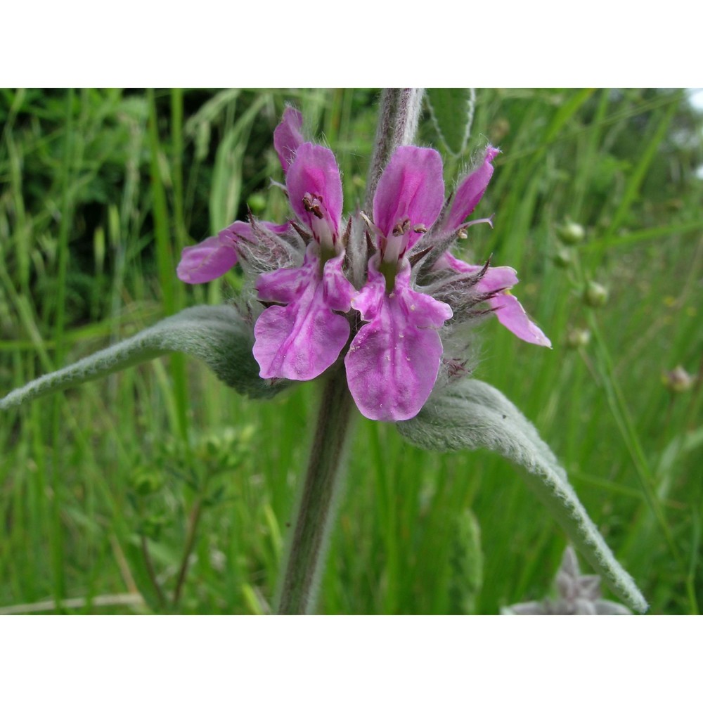 stachys salviifolia ten.