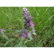 stachys salviifolia ten.