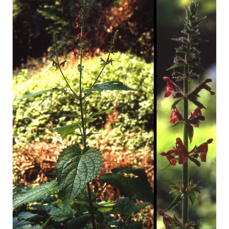 stachys sylvatica l.