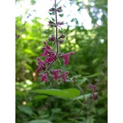 stachys sylvatica l.