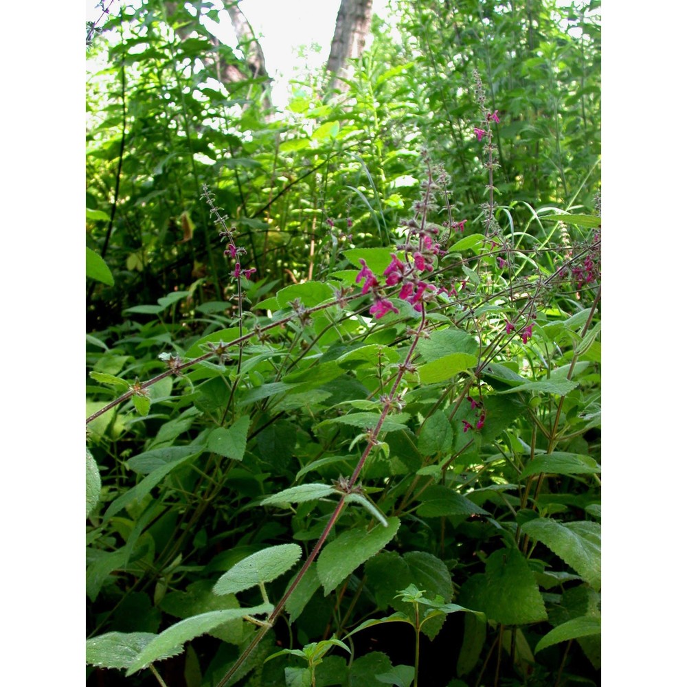 stachys sylvatica l.