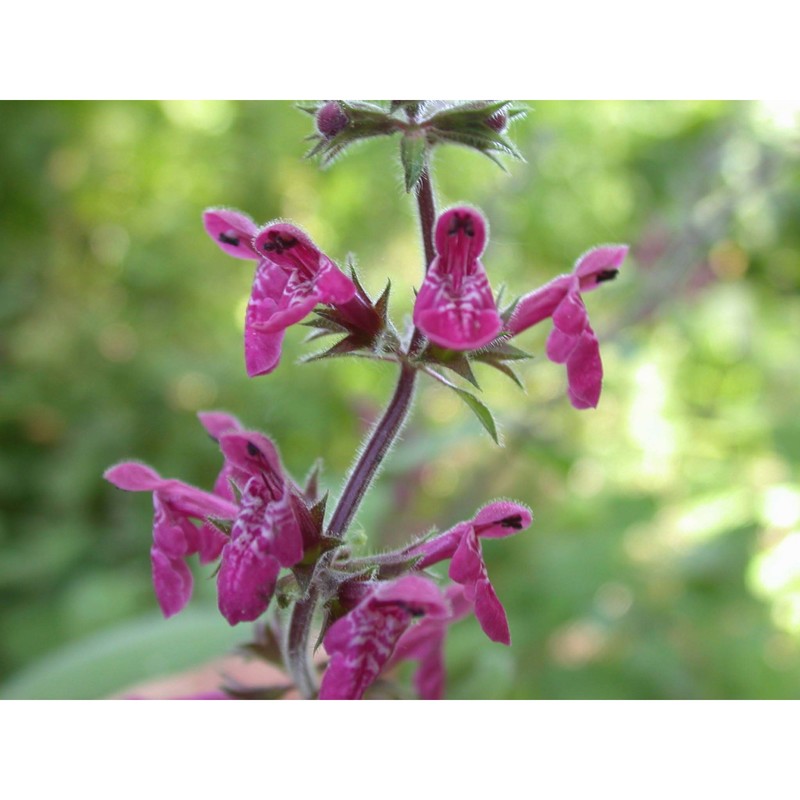 stachys sylvatica l.