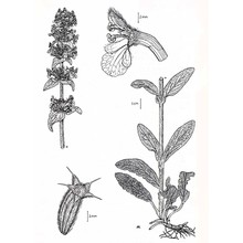 stachys thirkei k. koch