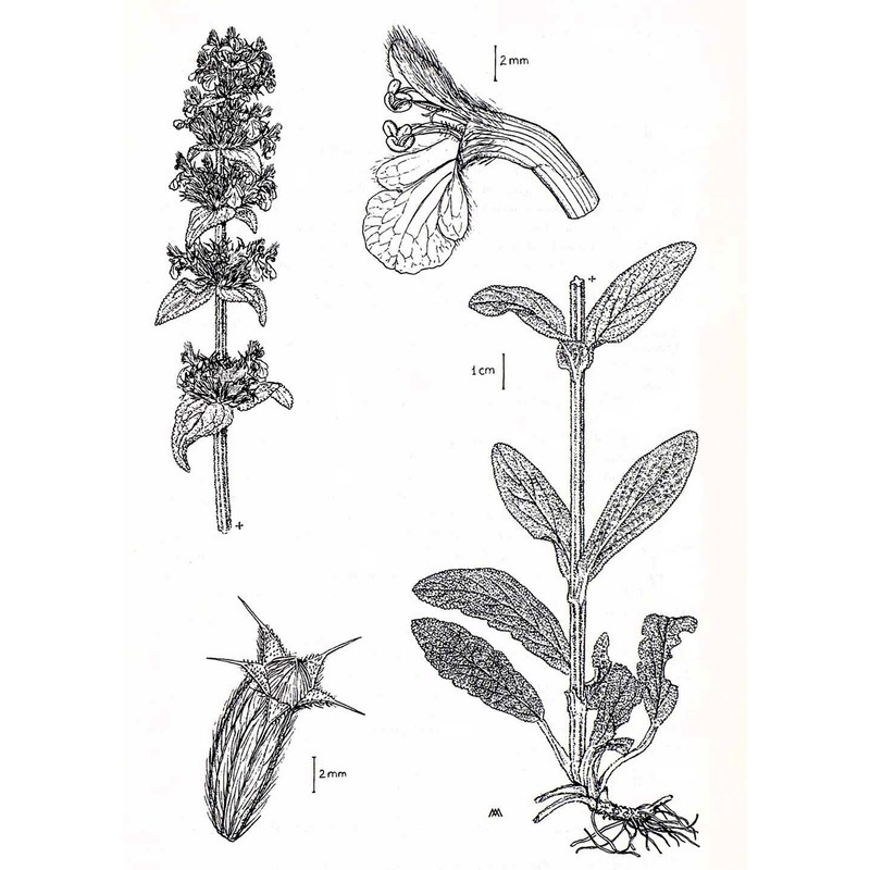 stachys thirkei k. koch