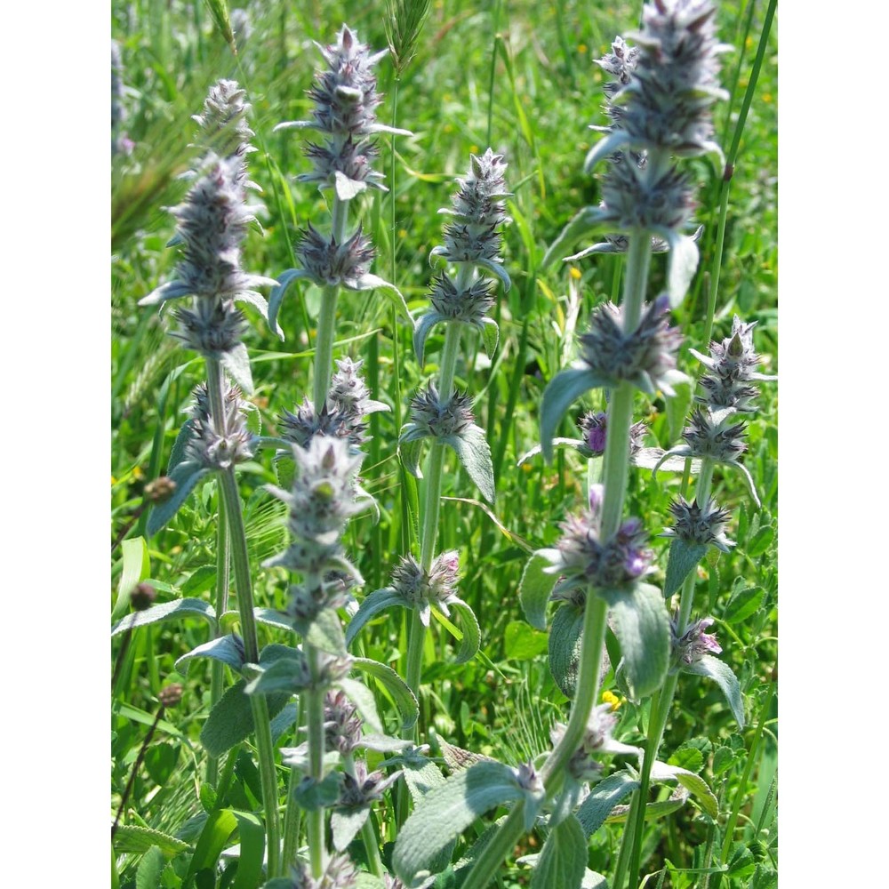 stachys thirkei k. koch