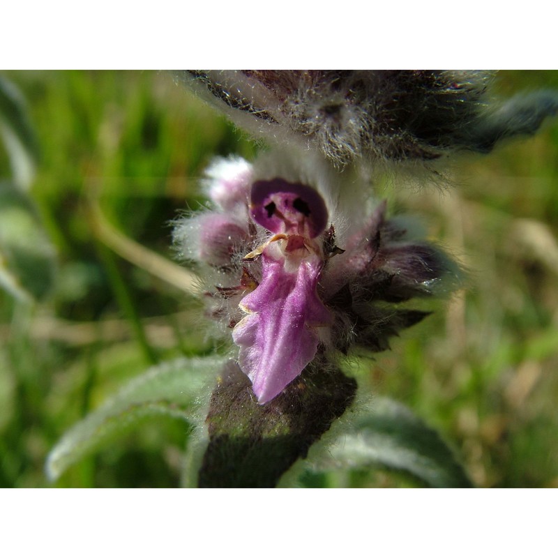 stachys tymphaea hausskn.