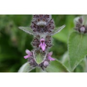 stachys tymphaea hausskn.