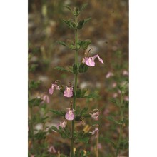 teucrium botrys l.