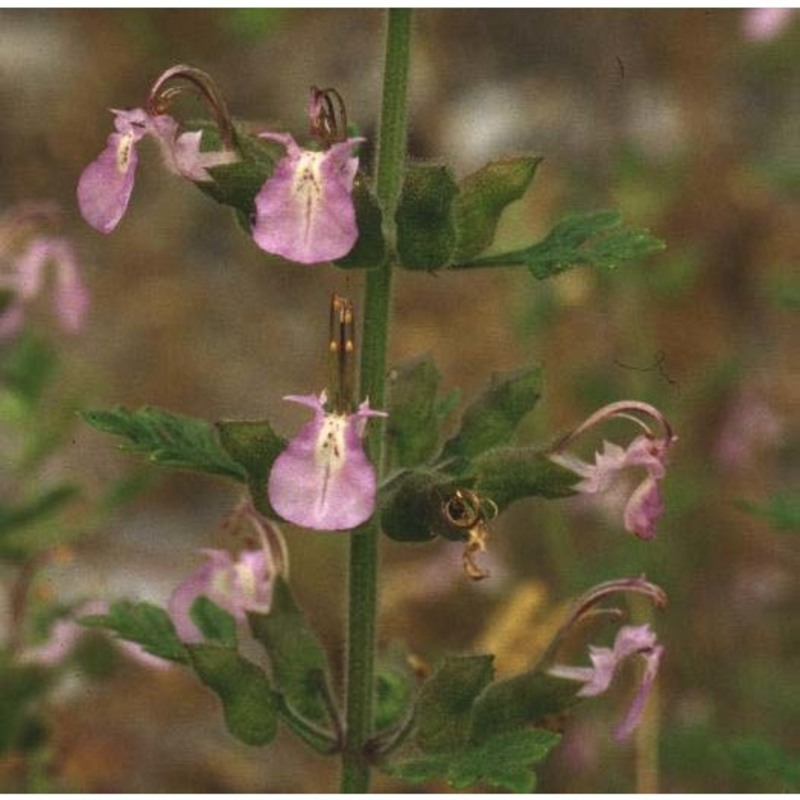teucrium botrys l.