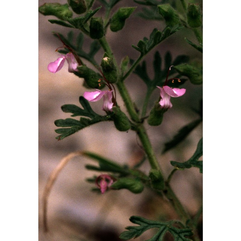teucrium botrys l.