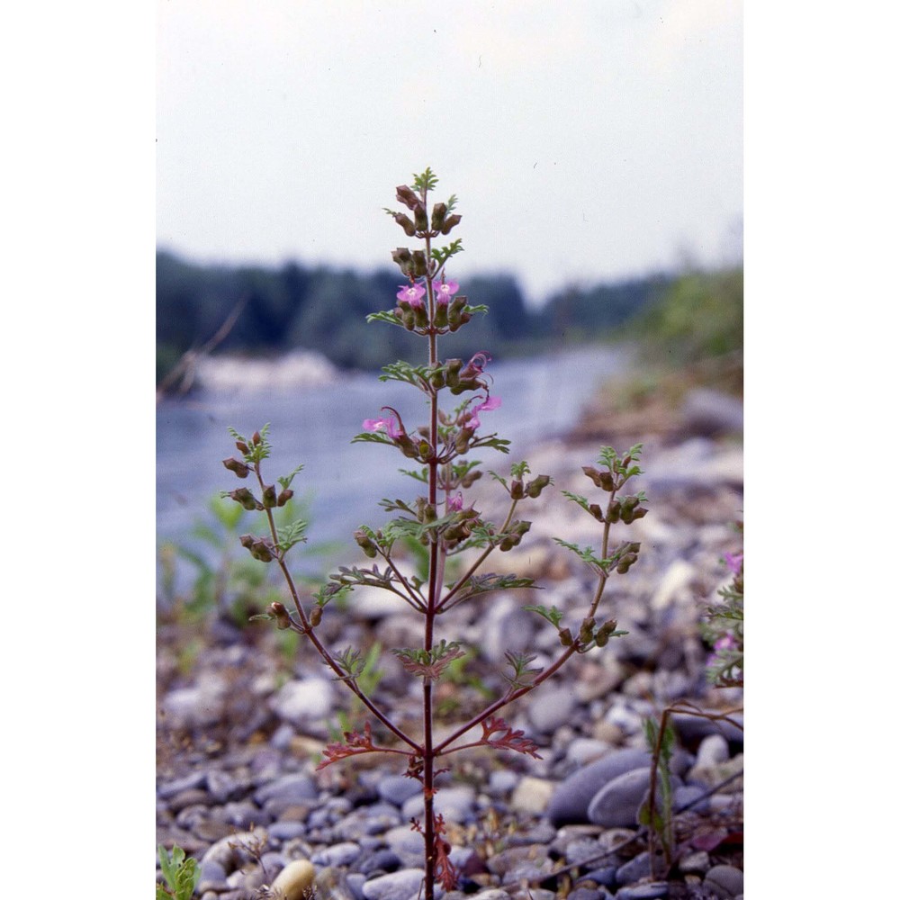 teucrium botrys l.