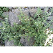 teucrium campanulatum l.