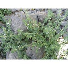 teucrium campanulatum l.
