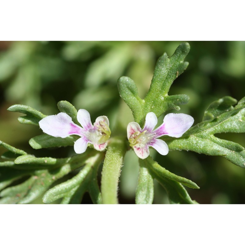 teucrium campanulatum l.