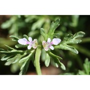 teucrium campanulatum l.