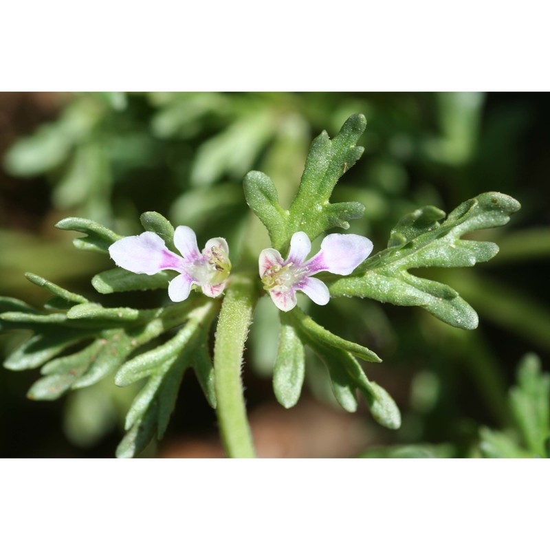 teucrium campanulatum l.