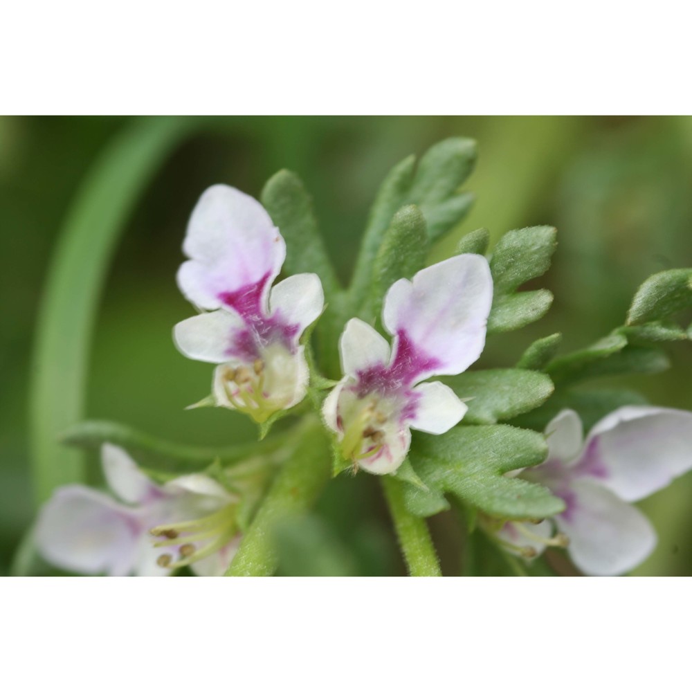 teucrium campanulatum l.