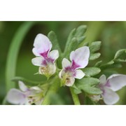 teucrium campanulatum l.