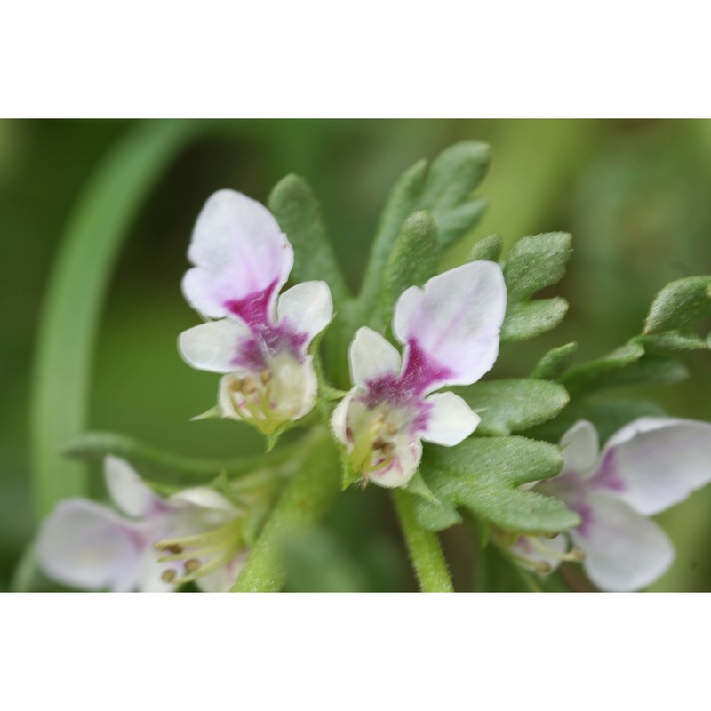 teucrium campanulatum l.